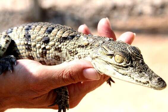 תנין יאור צעיר // צילום: קרוקולוקו-חוות התנינים בערבה